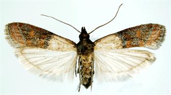 شب پره هندی